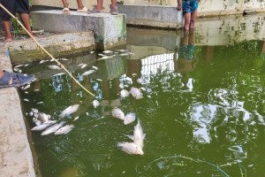 কুমিল্লায় মাছ চাষির পুকুরে বিষ প্রয়োগ, সাত লাখ টাকার ক্ষতি