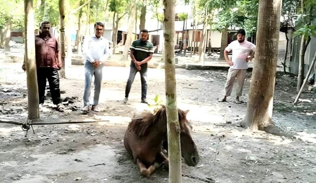 ঘোড়াটি মারা গেছে 1757305091 ফরিদপুরে ২০ জনকে কামড়ানো সেই পাগলা ঘোড়াটি মারা গেছে