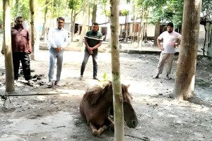 ফরিদপুরে ২০ জনকে কামড়ানো সেই পাগলা ঘোড়াটি মারা গেছে