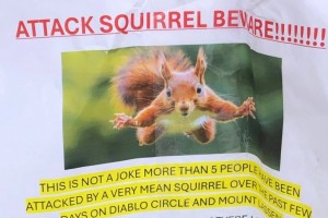 ছোট কাঠবিড়ালি, বড় আঘাত! হাসপাতালে দুজন