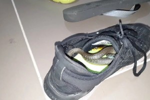 জুতোর ভেতর লুকিয়ে ছিল সাপ, ছোবলে যুবকের মৃত্যু