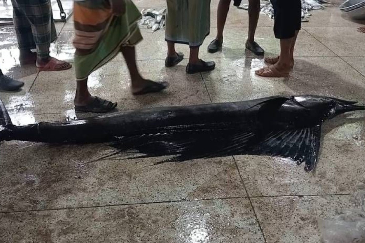 জেলের জালে ৬০ কেজি ওজনের পাখি মাছ