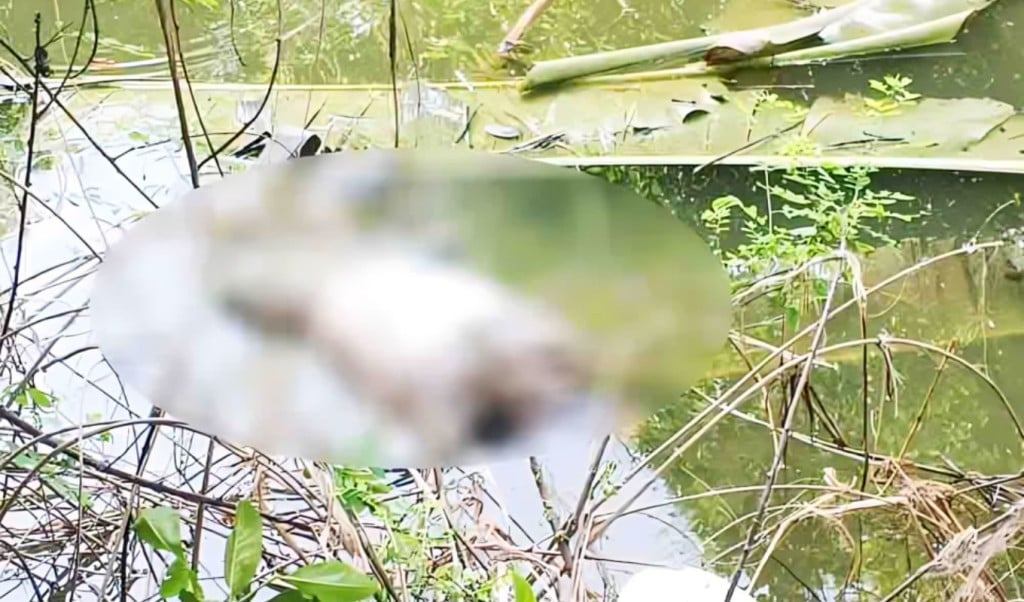 ঝিনাইদহে নিখোঁজ বৃদ্ধের মরদেহ পুকুর থেকে উদ্ধার 1757143075 ঝিনাইদহে নিখোঁজ বৃদ্ধের মরদেহ পুকুর থেকে উদ্ধার
