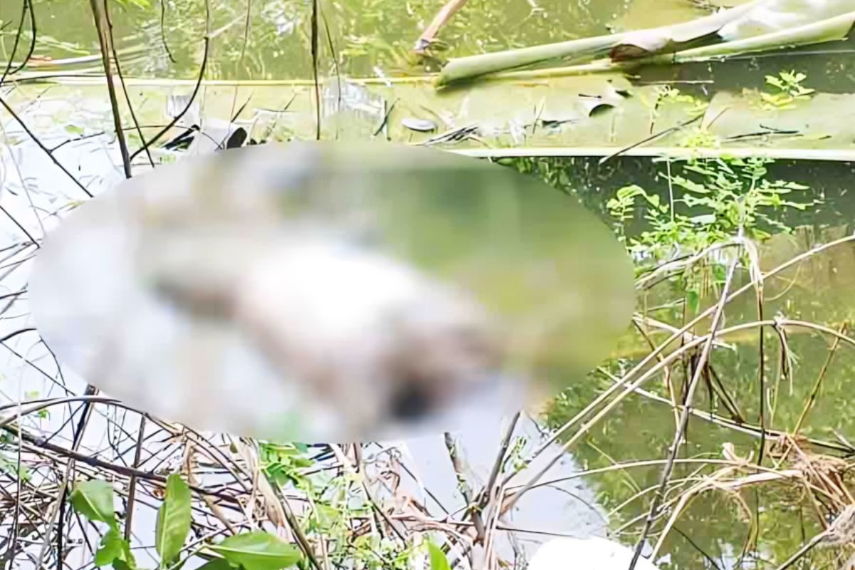 ঝিনাইদহে নিখোঁজ বৃদ্ধের মরদেহ পুকুর থেকে উদ্ধার