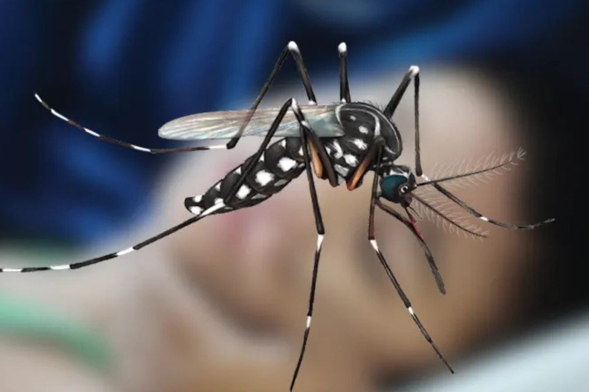 ডেঙ্গুতে একদিনে সর্বোচ্চ ১২ জনের মৃত্যু