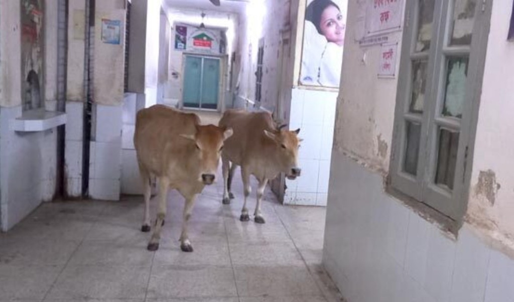 তত্ত্বাবধায়ক বললেন ‘গরু পাহারা দেওয়ার দায়িত্ব আমার না’ 4 তত্ত্বাবধায়ক বললেন ‘গরু পাহারা দেওয়ার দায়িত্ব আমার না 1757937168 তত্ত্বাবধায়ক বললেন ‘গরু পাহারা দেওয়ার দায়িত্ব আমার না’