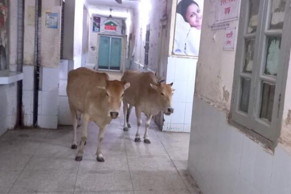 তত্ত্বাবধায়ক বললেন ‘গরু পাহারা দেওয়ার দায়িত্ব আমার না’