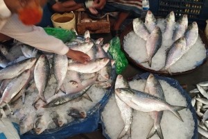 দেশের বাজারের চেয়ে কম দরে ভারতে কীভাবে ইলিশ রপ্তানি হচ্ছে