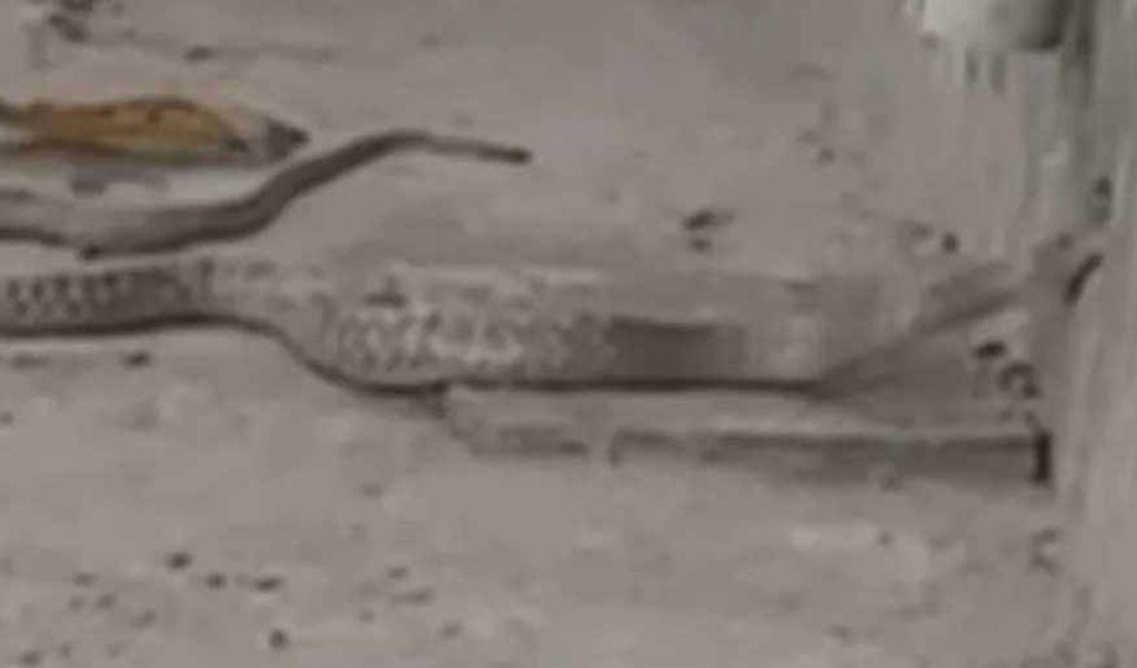 পণের টাকা না পাওয়ায় গৃহবধূর ঘরে সাপ ছেড়ে দেন শ্বশুর-শাশুড়ি! 4 পণের টাকা না পাওয়ায় গৃহবধূর ঘরে সাপ ছেড়ে দেন শ্বশুর শাশুড়ি 1 1758533453 পণের টাকা না পাওয়ায় গৃহবধূর ঘরে সাপ ছেড়ে দেন শ্বশুর-শাশুড়ি!