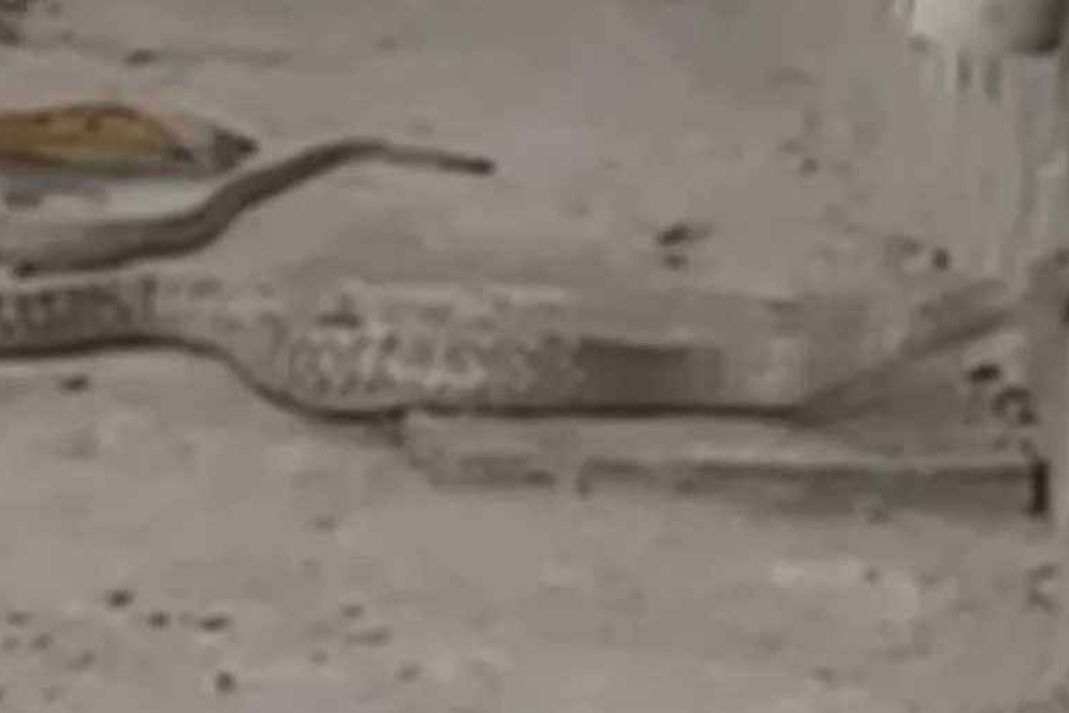 পণের টাকা না পাওয়ায় গৃহবধূর ঘরে সাপ ছেড়ে দেন শ্বশুর-শাশুড়ি!