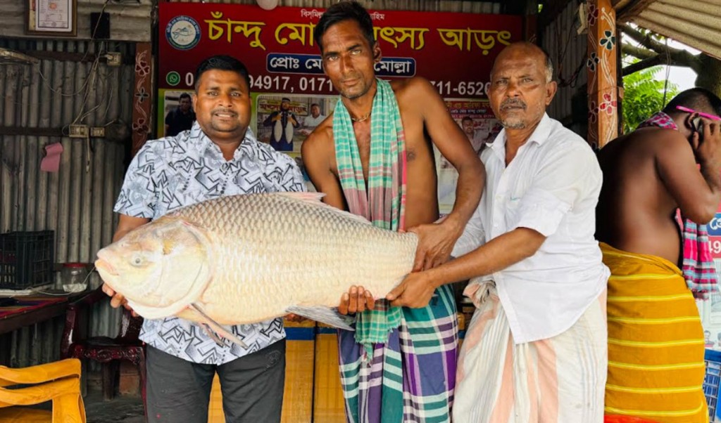 পদ্মায় ধরা পড়ল দানবাকৃতির কাতল, দাম শুনলে অবাক হবেন! 3 পদ্মায় ধরা পড়ল দানবাকৃতির কাতল দাম শুনলে অবাক হবেন 1757502604 পদ্মায় ধরা পড়ল দানবাকৃতির কাতল, দাম শুনলে অবাক হবেন!