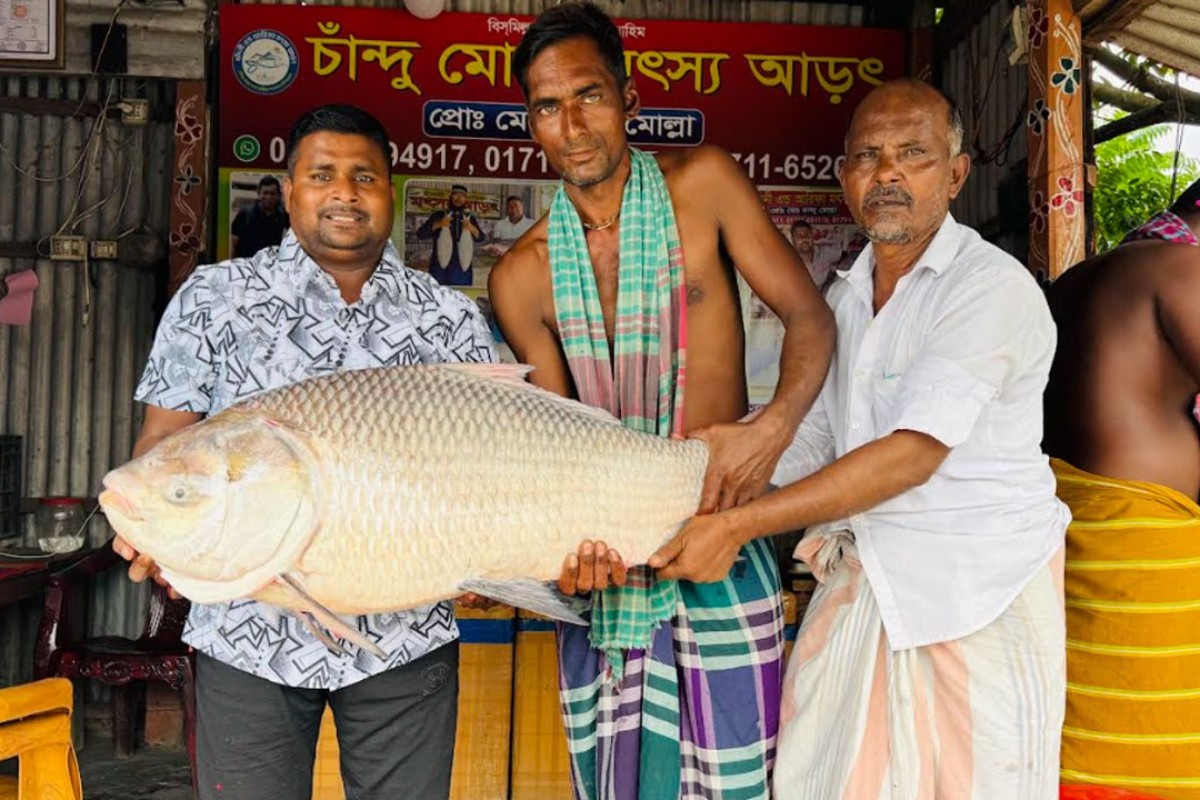 পদ্মায় ধরা পড়ল দানবাকৃতির কাতল, দাম শুনলে অবাক হবেন!