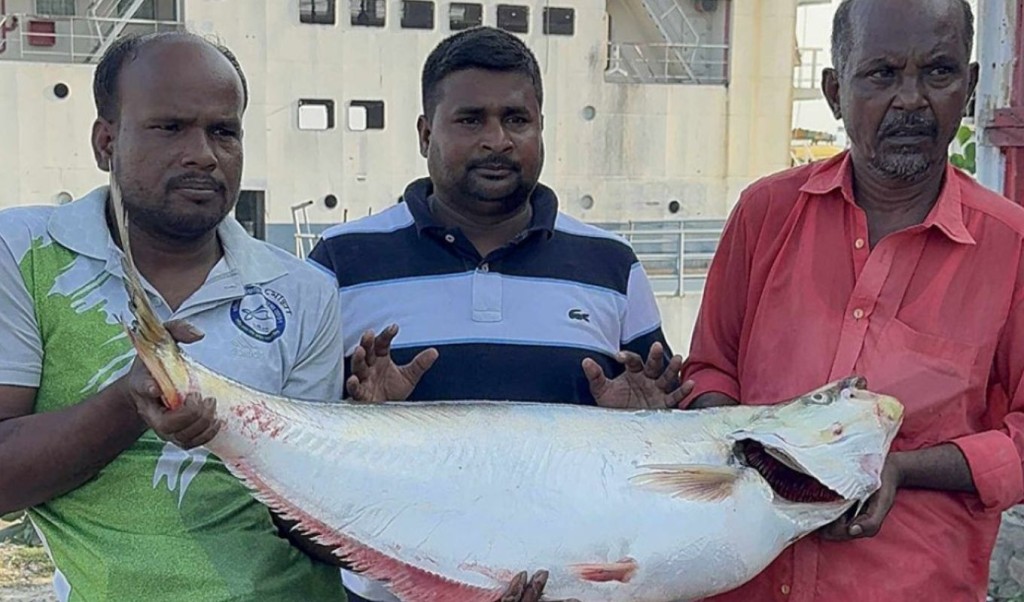 পদ্মায় ধরা পড়ল সাড়ে ১৪ কেজির ঢাঁই মাছ 4 পদ্মায় ধরা পড়ল সাড়ে ১৪ কেজির ঢাঁই মাছ 1759225534 পদ্মায় ধরা পড়ল সাড়ে ১৪ কেজির ঢাঁই মাছ