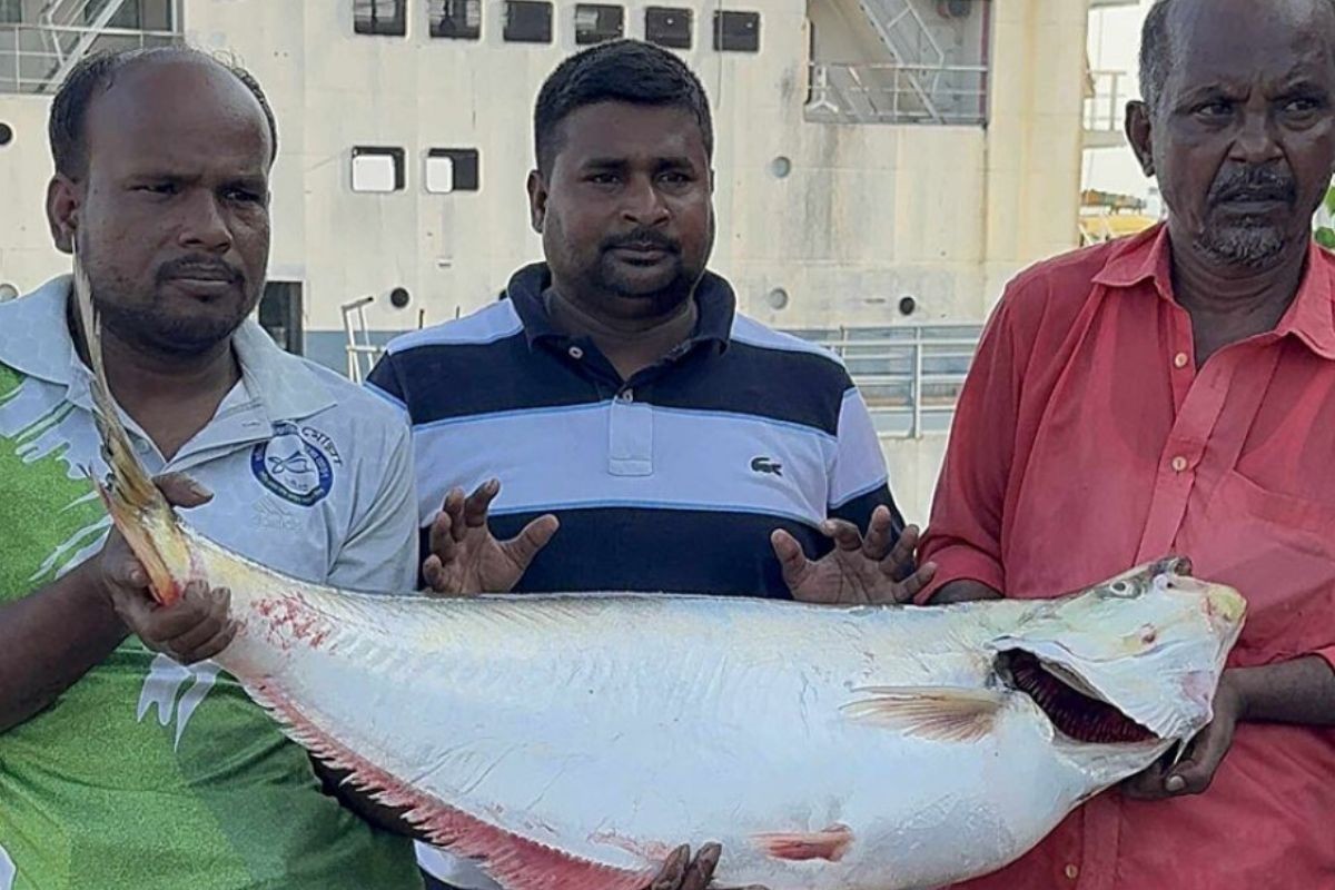 পদ্মায় ধরা পড়ল সাড়ে ১৪ কেজির ঢাঁই মাছ