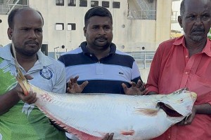 পদ্মায় ধরা পড়ল সাড়ে ১৪ কেজির ঢাঁই মাছ