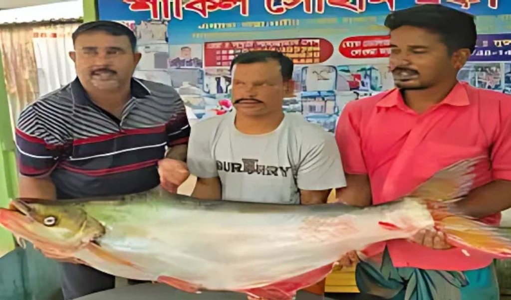 পদ্মার এক ঢাই মাছ বিক্রি ৪৪ হাজার টাকায় 4 পদ্মার এক ঢাই মাছের দাম ৪৪ হাজার টাকা 1759122717 পদ্মার এক ঢাই মাছ বিক্রি ৪৪ হাজার টাকায়