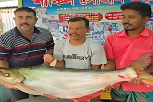 পদ্মার এক ঢাই মাছ বিক্রি ৪৪ হাজার টাকায়