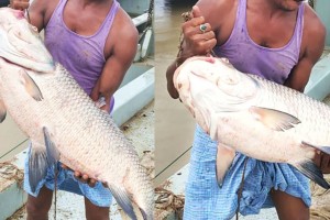 পদ্মার দুই কাতলা বিক্রি হলো ৬৫১০০ টাকায়