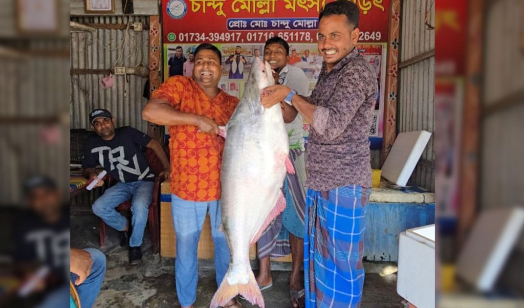 পদ্মার এক পাঙাশ মাছ বিক্রি প্রায় ৬৪ হাজার টাকায় 4 পাঙ্গাশ 1758794013 পদ্মার এক পাঙাশ মাছ বিক্রি প্রায় ৬৪ হাজার টাকায়