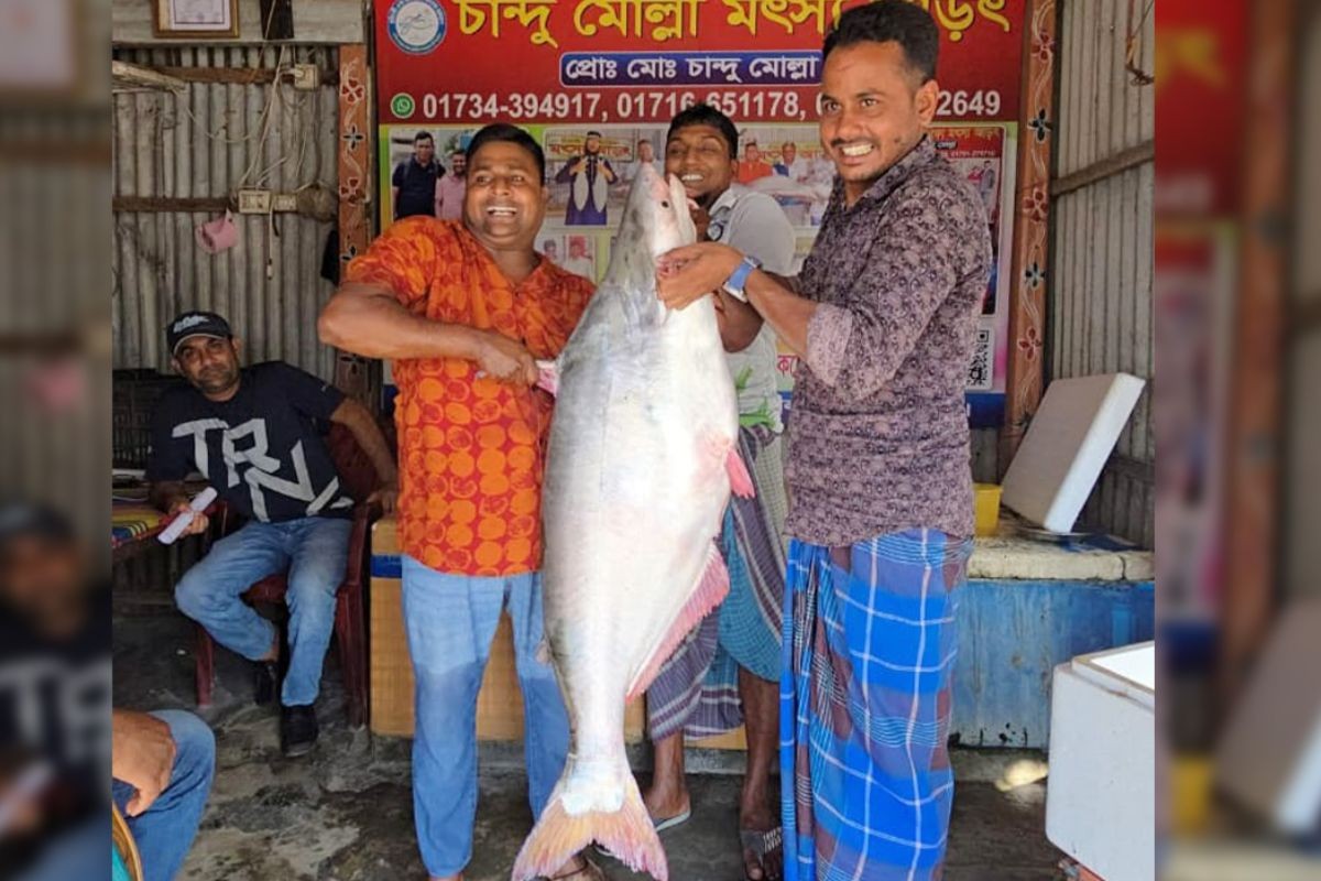পদ্মার এক পাঙাশ মাছ বিক্রি প্রায় ৬৪ হাজার টাকায়