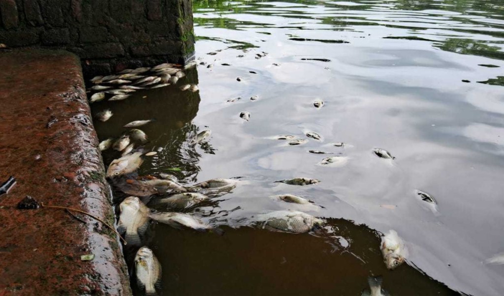 পুকুরে বিষ প্রয়োগে ১০ ১২ লাখ টাকার মাছ নিধনের অভিযোগ 1759044720 মুন্সীগঞ্জে পুকুরে বিষ প্রয়োগে ১০-১২ লাখ টাকার মাছ নিধনের অভিযোগ