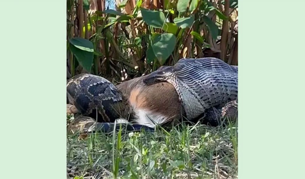 ফ্লোরিডায় অজগরের বিরল ঘটনা রেকর্ড 1758960061 ফ্লোরিডায় অজগরের বিরল ঘটনা রেকর্ড