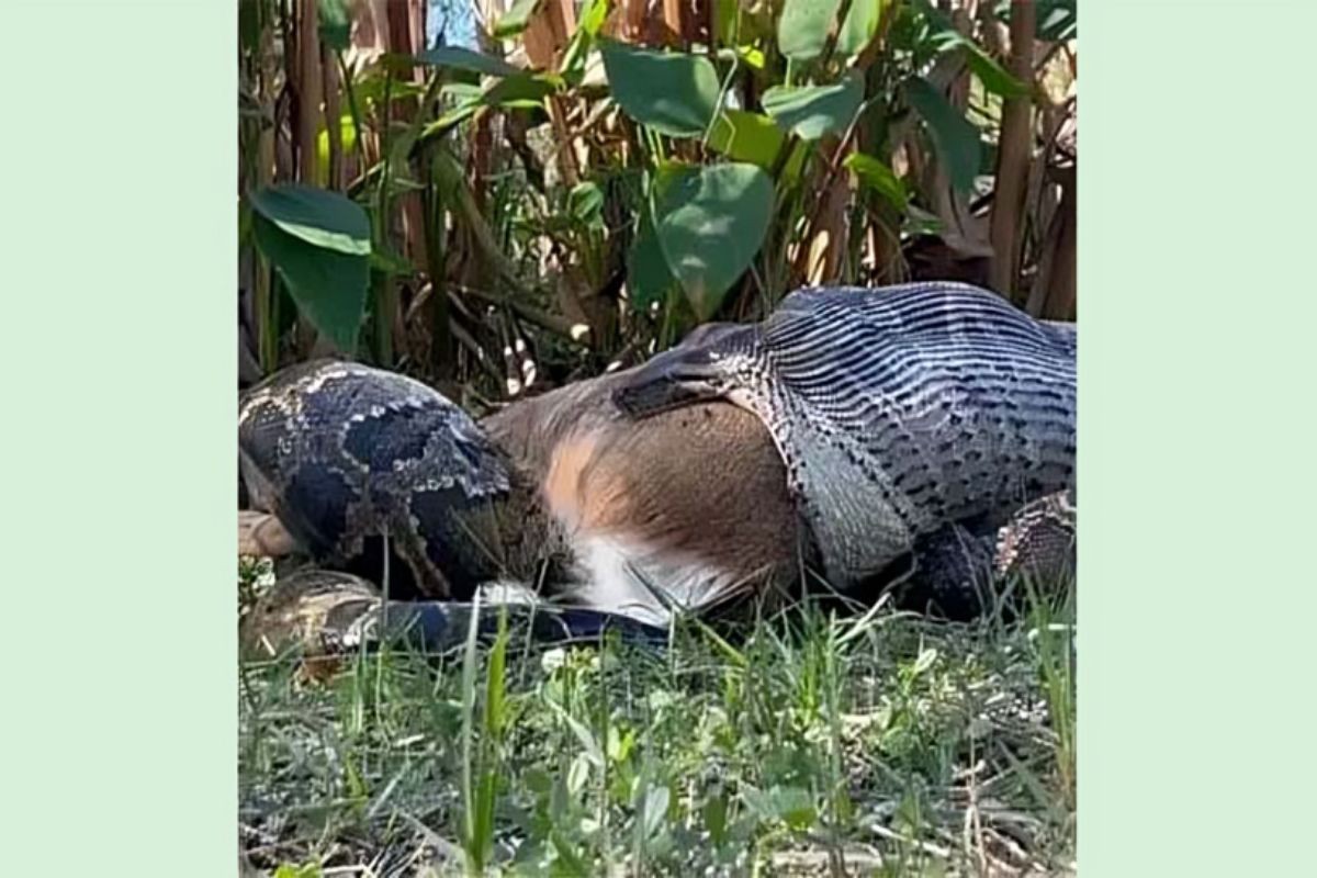 ফ্লোরিডায় অজগরের বিরল ঘটনা রেকর্ড