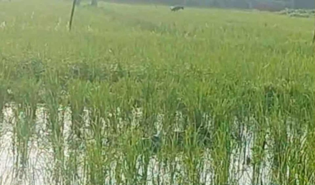 বগুড়ায় মব তৈরি করে হত্যা মামলার আসামিকে কুপিয়ে হত্যা 1757160007 বগুড়ায় মব তৈরি করে হত্যা মামলার আসামিকে কুপিয়ে হত্যা