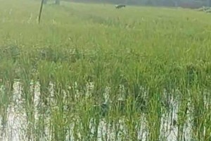 বগুড়ায় মব তৈরি করে হত্যা মামলার আসামিকে কুপিয়ে হত্যা