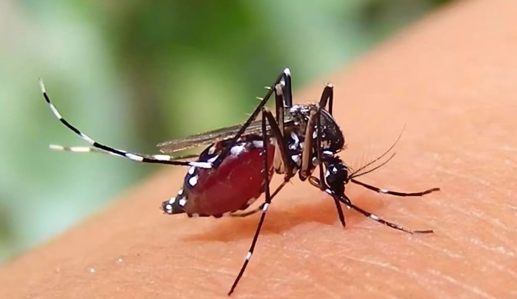 বরগুনায় একদিনে ডেঙ্গুতে চার জনের মৃত্যু 1758357946 বরগুনায় একদিনে ডেঙ্গুতে চার জনের মৃত্যু