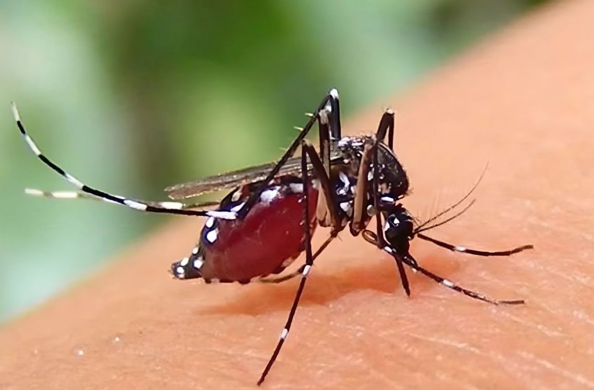 বরগুনায় একদিনে ডেঙ্গুতে চার জনের মৃত্যু