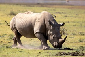 বিশ্ব গন্ডার দিবস আজ