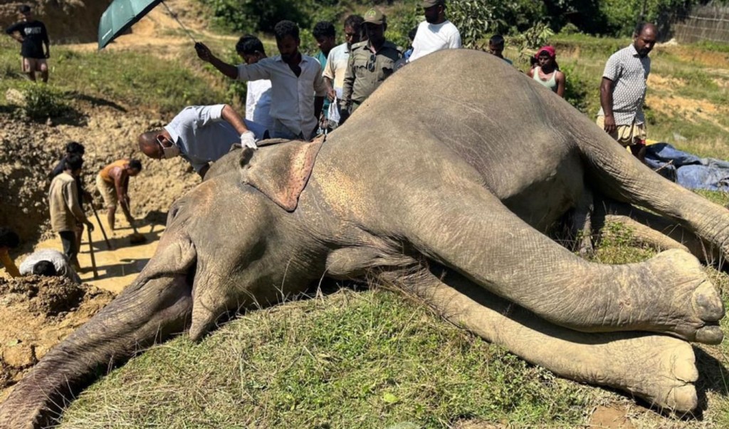 বৈদ্যুতিক ফাঁদে বন্য হাতির মৃত্যু 3 বৈদ্যুতিক ফাঁদে বন্য হাতির মৃত্যু 1758199950 বৈদ্যুতিক ফাঁদে বন্য হাতির মৃত্যু