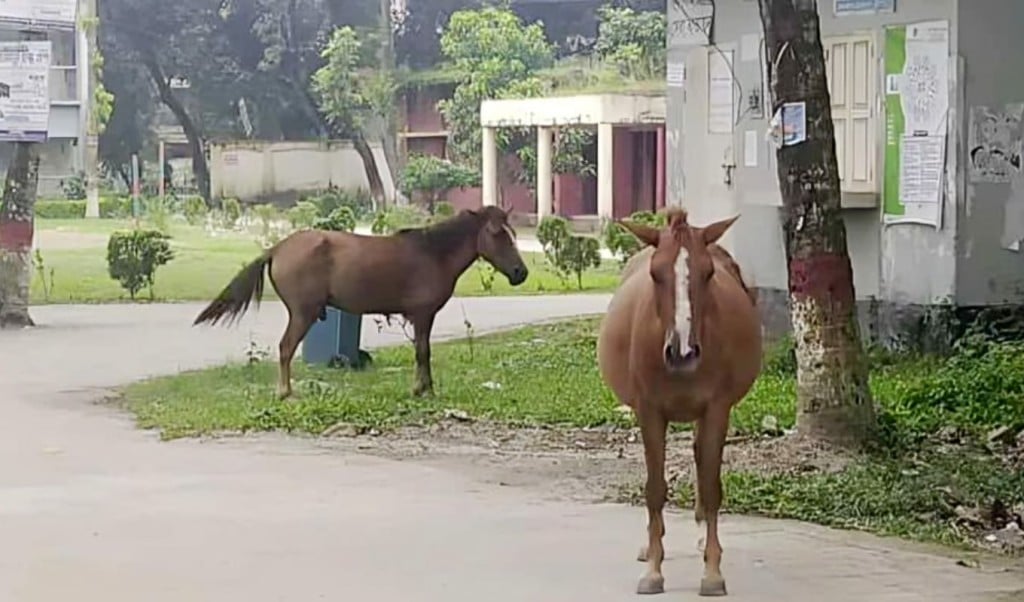 বোয়ালমারীতে পাগলা ঘোড়ার কামড়ে ২০ জন আহত 1757224877 বোয়ালমারীতে পাগলা ঘোড়ার কামড়ে ২০ জন আহত