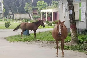 বোয়ালমারীতে পাগলা ঘোড়ার কামড়ে ২০ জন আহত