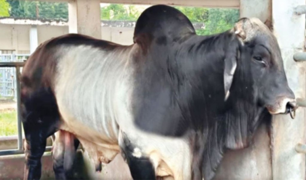 ব্রাহমা গরুর দাম কোটি টাকা কেন? 3 ব্রাহমা গরুর দাম কোটি টাকা 1759206690 ব্রাহমা গরুর দাম কোটি টাকা কেন?