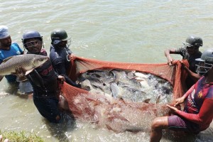 মাছ ধরতে গিয়ে জেলেদের মাথায় কেন হেলমেট?