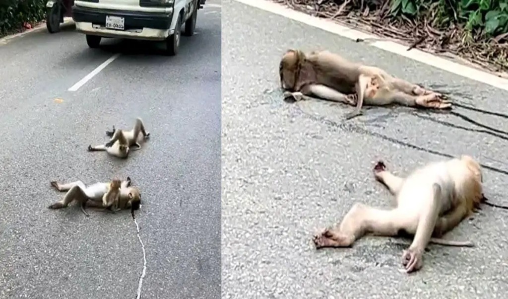 রক্তে লাল সড়কে শাবকের আকুতি, প্রতিবাদে বানরদল! 3 রক্তে লাল সড়কে শাবকের আকুতি প্রতিবাদে বানরদল 1757501519 রক্তে লাল সড়কে শাবকের আকুতি, প্রতিবাদে বানরদল!