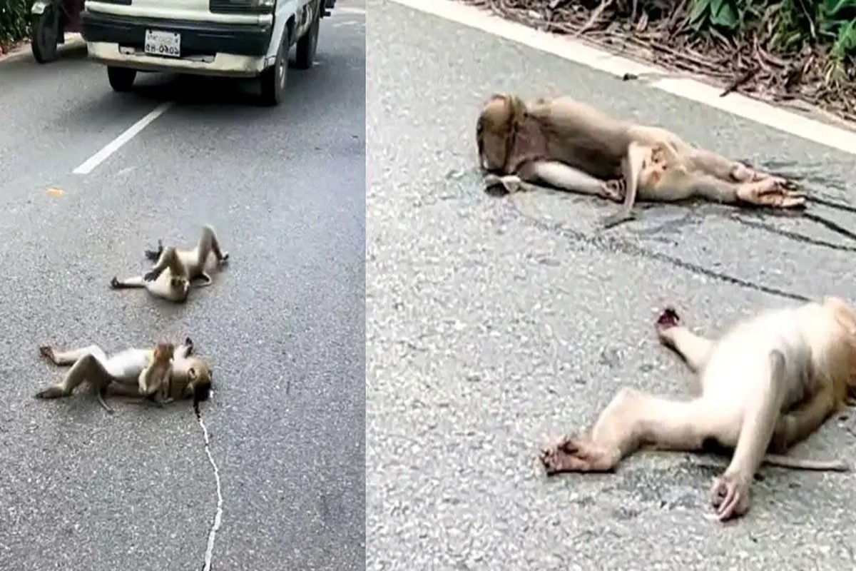 রক্তে লাল সড়কে শাবকের আকুতি, প্রতিবাদে বানরদল!