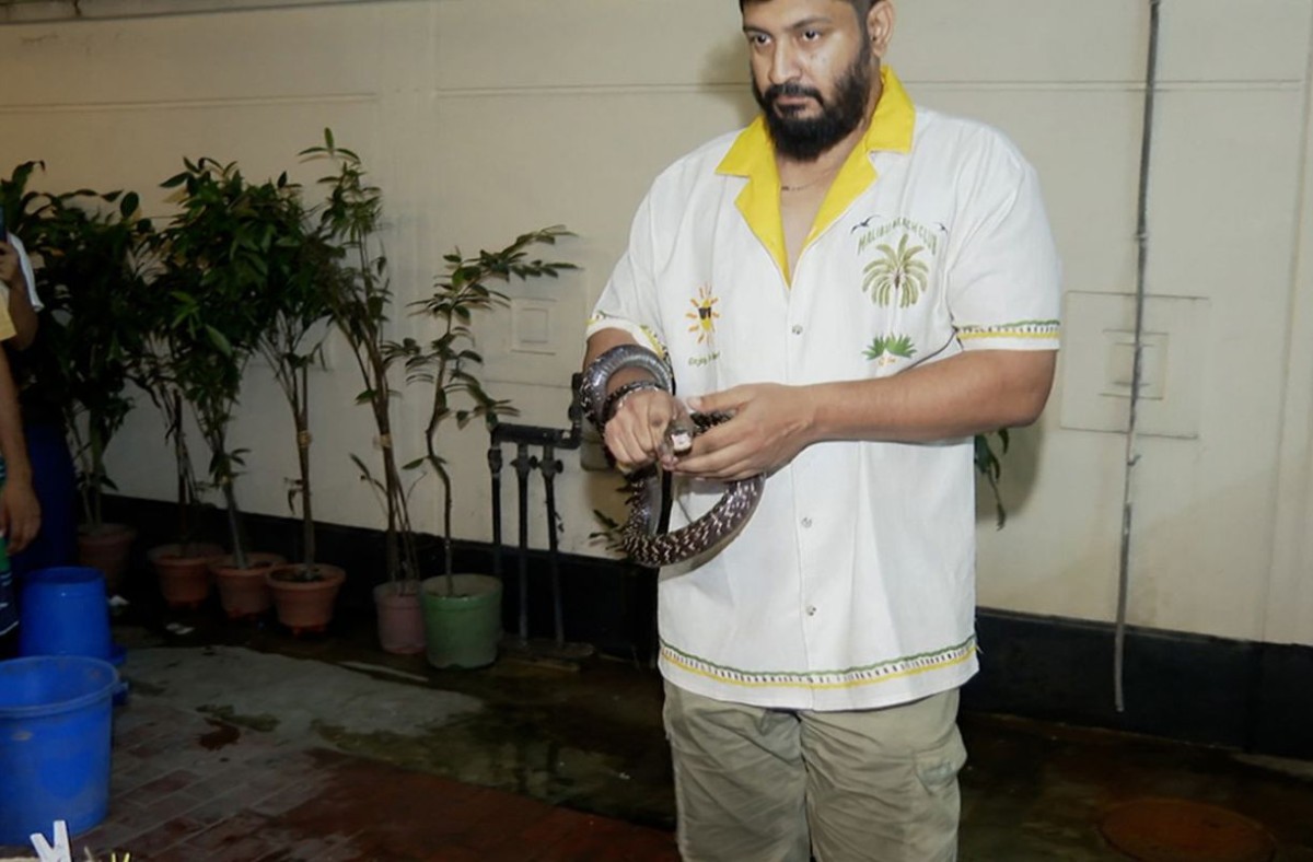 রাজধানীর বাসা-বাড়ি থেকে বিষধর গোখরা উদ্ধার