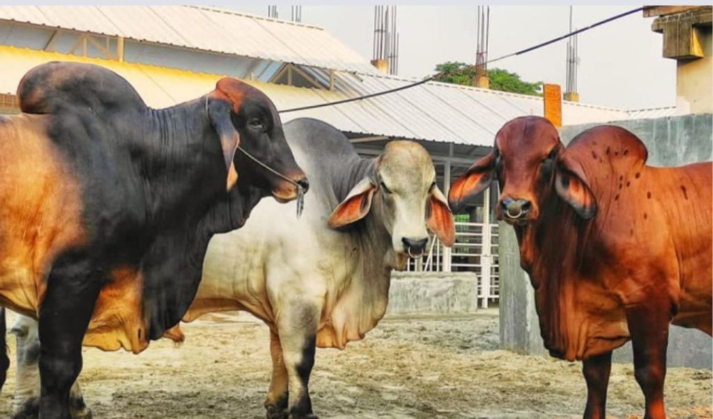 সাদিক অ্যাগ্রোর ‘উচ্চ বংশীয়’ গরু বিক্রি হলো কেজি দরে 4 সাদিক অ্যাগ্রোর ‘উচ্চ বংশীয় গরু বিক্রি হলো কেজি দরে 1758894332 সাদিক অ্যাগ্রোর ‘উচ্চ বংশীয়’ গরু বিক্রি হলো কেজি দরে