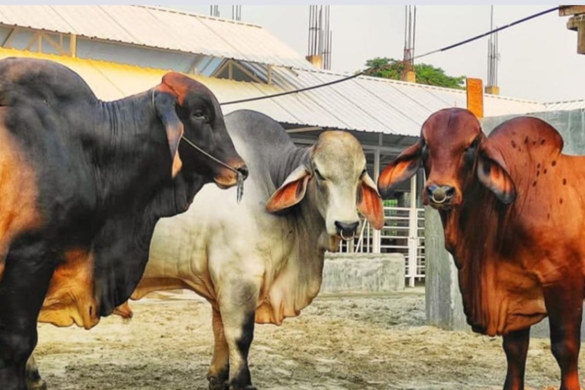সাদিক অ্যাগ্রোর ‘উচ্চ বংশীয়’ গরু বিক্রি হলো কেজি দরে