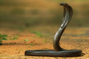চট্টগ্রামে বিষাক্ত সাপের কামড়ে শিক্ষিকার মৃত্যু