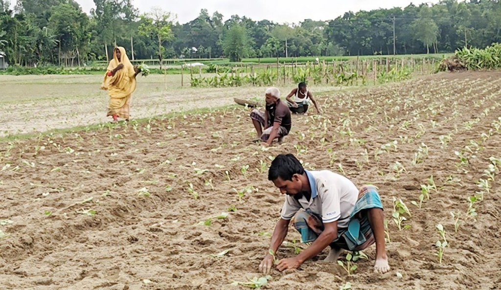 সিন্ডিকেটে সার-বীজের লাগামহীন মূল্যে দিশাহারা সবজি চাষিরা 4 সিন্ডিকেটে সার বীজের লাগামহীন মূল্যে দিশাহারা সবজি চাষিরা 1758783987 সিন্ডিকেটে সার-বীজের লাগামহীন মূল্যে দিশাহারা সবজি চাষিরা