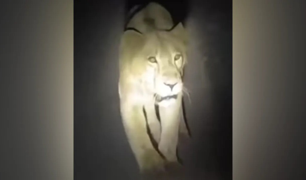 সুনামগঞ্জে ঘুরছে রহস্যময় ‘বাঘ’, আতঙ্কিত গ্রামবাসী 3 সুনামগঞ্জে ঘুরছে রহস্যময় ‘বাঘ আতঙ্কিত গ্রামবাসী 1757665342 সুনামগঞ্জে ঘুরছে রহস্যময় ‘বাঘ’, আতঙ্কিত গ্রামবাসী
