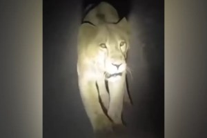 সুনামগঞ্জে ঘুরছে রহস্যময় ‘বাঘ’, আতঙ্কিত গ্রামবাসী