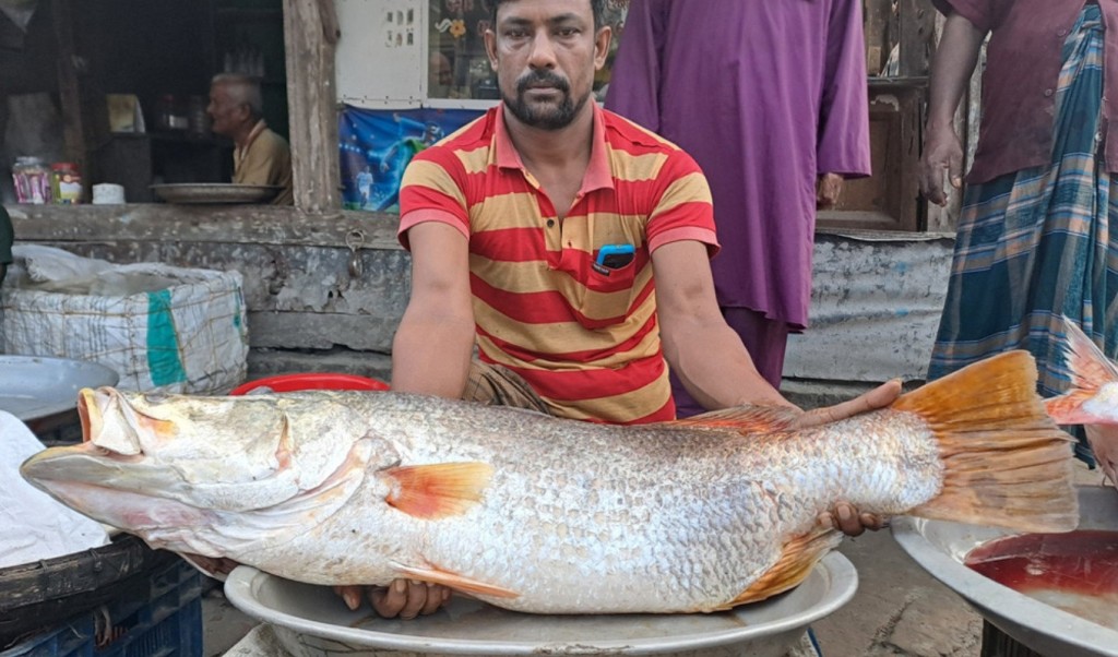 ১৮ হাজারে বিক্রি হলো ১৫ কেজির কোরাল 4 ১৮ হাজারে বিক্রি হলো ১৫ কেজির কোরাল 1757949010 ১৮ হাজারে বিক্রি হলো ১৫ কেজির কোরাল