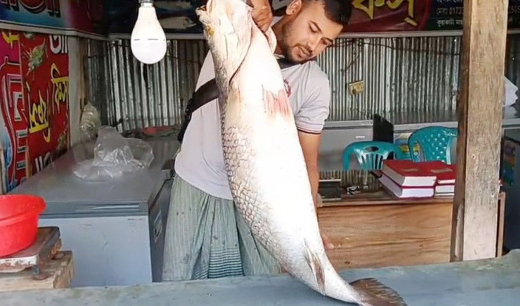 ২৭ কেজির বিশাল কোরাল মাছ সাড়ে ৪০ হাজারে বিক্রি 4 ২৭ কেজির বিশালাকৃতির কোরাল মাছ সাড়ে ৪০ হাজারে বিক্রি 1757072355 ২৭ কেজির বিশাল কোরাল মাছ সাড়ে ৪০ হাজারে বিক্রি