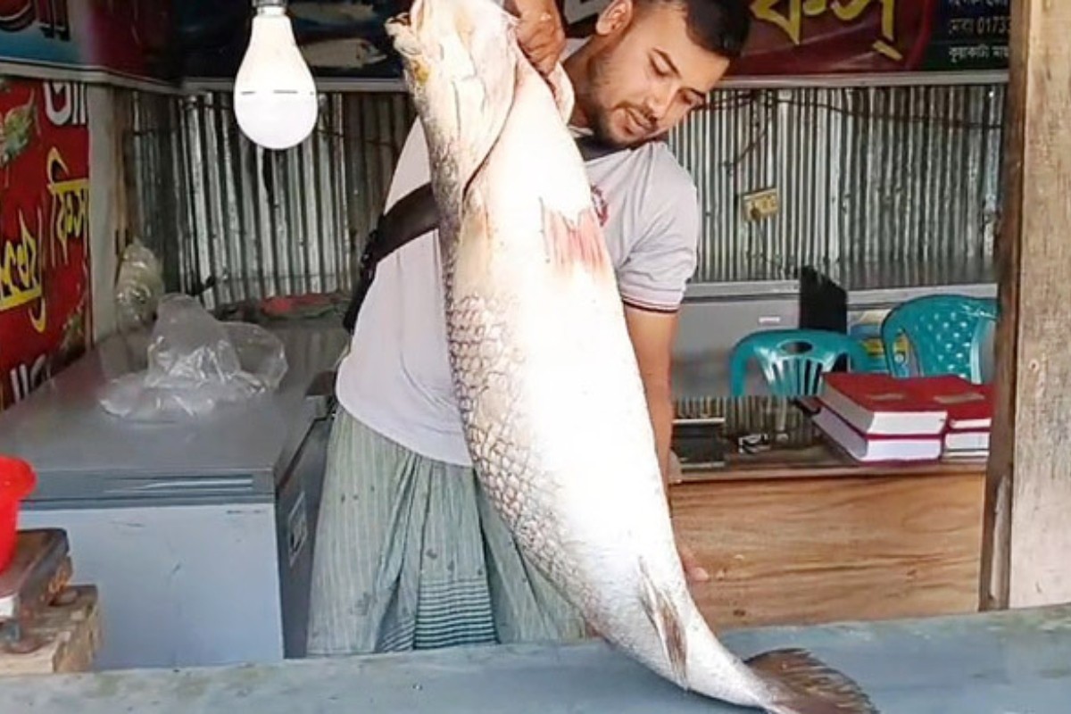 ২৭ কেজির বিশাল কোরাল মাছ সাড়ে ৪০ হাজারে বিক্রি