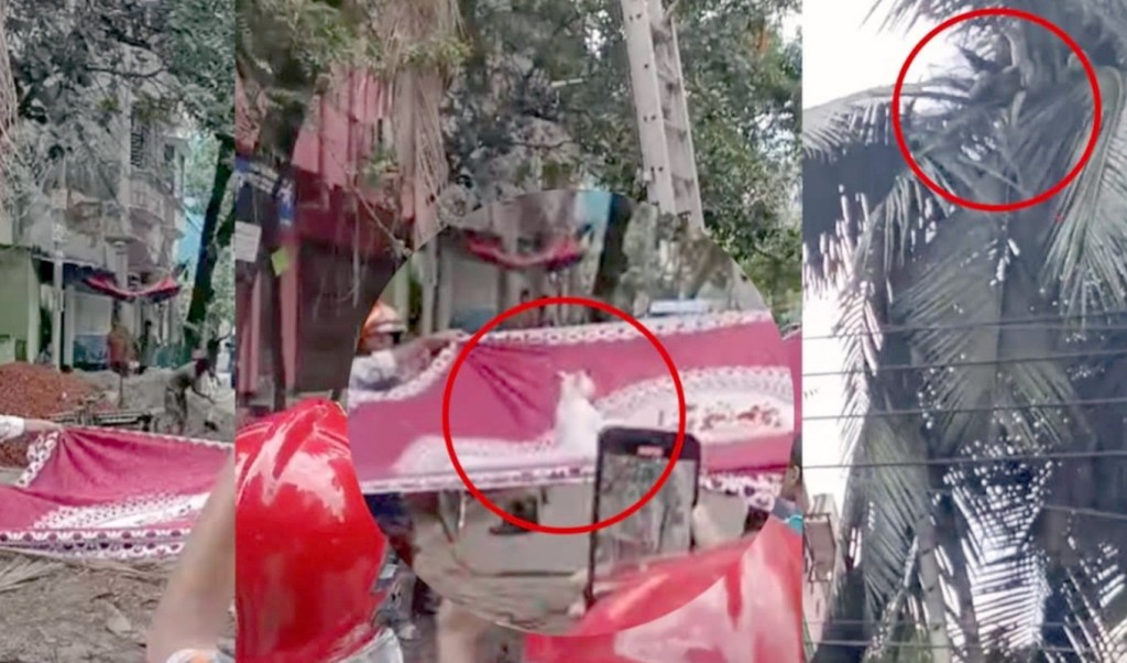 ৪৮ ঘণ্টা গাছে আটকে থাকা বিড়াল উদ্ধার করা হলো যেভাবে 4 ৪৮ ঘণ্টা গাছে আটকে থাকা বিড়াল উদ্ধার করা হলো যেভাবে 1758719011 ৪৮ ঘণ্টা গাছে আটকে থাকা বিড়াল উদ্ধার করা হলো যেভাবে